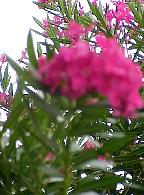 G2K0106S.JPG