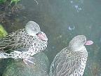 G2K0152S.JPG