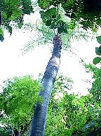 G2K0163S.JPG