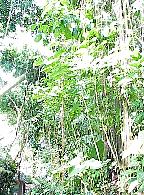 G2K0175S.JPG