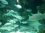 G2K0239S.JPG