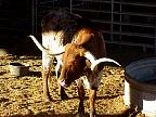 G2K0677S.JPG