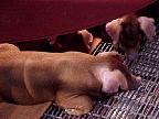 G2K2833S.JPG