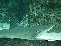 g2k3344S.JPG