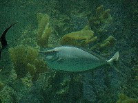 g2k3377S.JPG